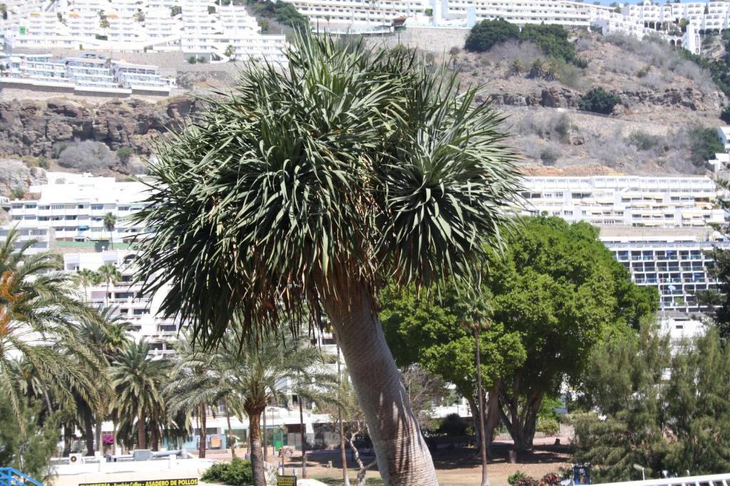 Apartamentos Mayagueez - Adults Only Puerto Rico  Zewnętrze zdjęcie